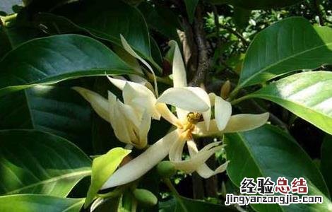 白兰花精油的功效和用法视频 白兰花精油的功效和用法
