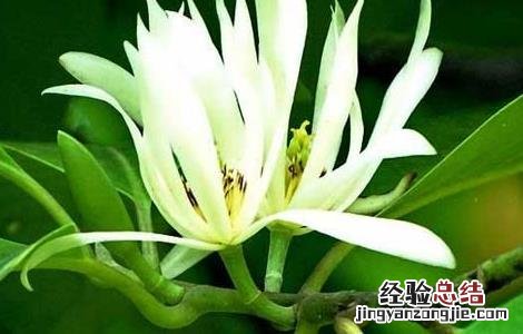 白兰花精油的功效和用法视频 白兰花精油的功效和用法
