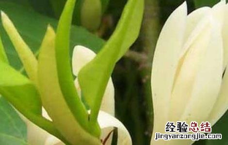 白兰花精油的功效和用法视频 白兰花精油的功效和用法