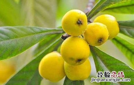枇杷叶煮水的功效和做法 枇杷叶煮水的功效和做法有哪些