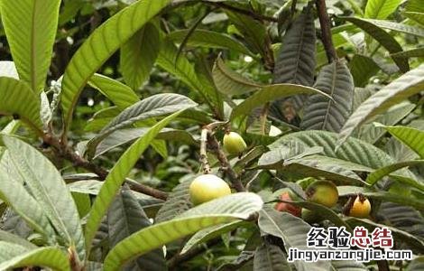 枇杷叶煮水的功效和做法 枇杷叶煮水的功效和做法有哪些
