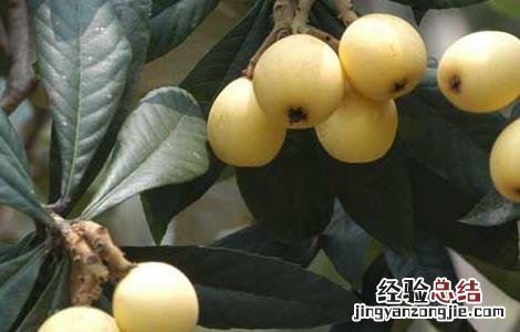 枇杷叶煮水的功效和做法 枇杷叶煮水的功效和做法有哪些