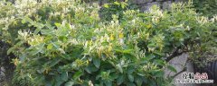 金银花北方地栽可以过冬吗 金银花在北方可以种植吗