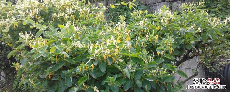 金银花产地 金银花产地哪里的产的最好