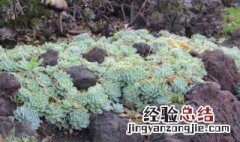 庭院矮种花卉 院里种矮小的花木