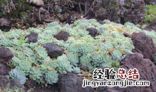 庭院矮种花卉 院里种矮小的花木
