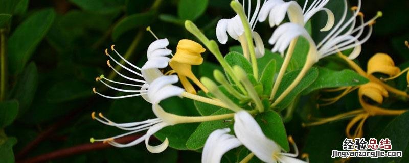金银花是哪一种 金银花分几种