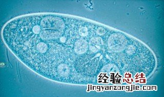 草履虫的运动方式是怎样的? 草履虫是什么？