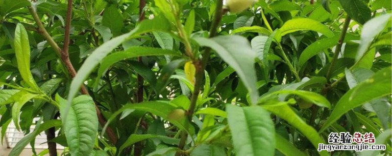桃树杀虫用什么农药 桃树杀虫用什么农药比较好