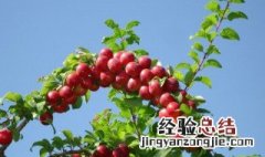 野酸梅多少钱一斤 野酸梅什么时候成熟