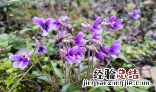 紫花地丁的负作用 紫花地丁吃了有什么作用