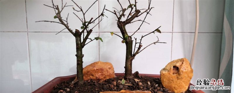 怎样植树让小树茁壮成长 怎么能让小树苗茁壮成长