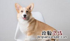 82年属什么生肖 81年属什么生肖