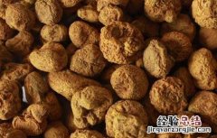 延胡索的食用方法