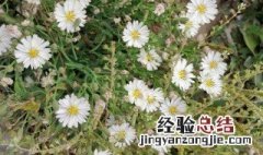 苦麻子的功效与作用 苦麻菜长什么样子图片
