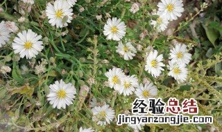 苦麻子的功效与作用 苦麻菜长什么样子图片