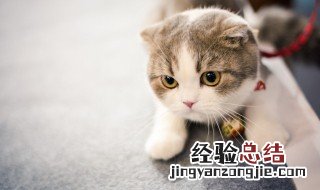 猫鼠同处的意思 猫鼠同处的出处