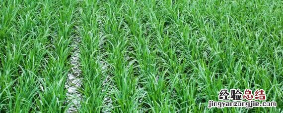 第三代杂交水稻亩产突破多少公斤 我国第三代杂交水稻突破多少斤