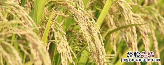 谷神2号水稻 谷神2号产量与特性?