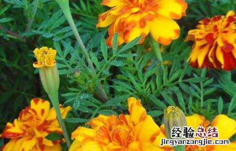 万寿菊的功效与作用 万寿菊的功效与作用全球最大供货商