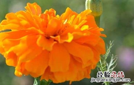 万寿菊的功效与作用 万寿菊的功效与作用全球最大供货商