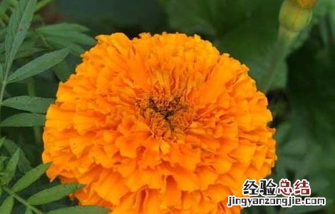 万寿菊的功效与作用 万寿菊的功效与作用全球最大供货商