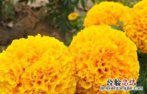 万寿菊的功效与作用 万寿菊的功效与作用全球最大供货商