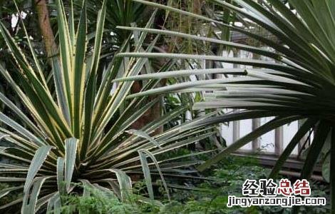 龙舌兰金边龙舌兰的功效与作用 金边龙舌兰的功效与作用