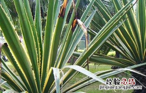 龙舌兰金边龙舌兰的功效与作用 金边龙舌兰的功效与作用