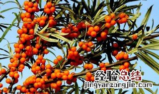 沙棘原浆的副作用及危害 女人喝沙棘汁的功效与作用
