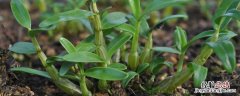 石斛适合几月份移栽 石斛从何时开始种植