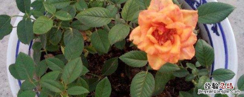 嫁接月季几年会老化 月季嫁接苗几年退化