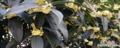 桂花树可以施复合肥吗 桂花用复合肥施肥行吗
