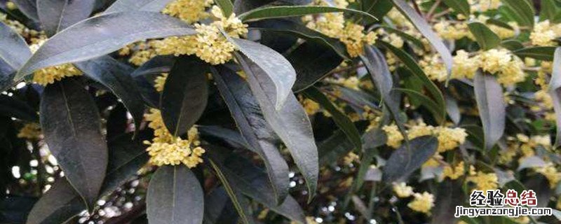 桂花树可以施复合肥吗 桂花用复合肥施肥行吗