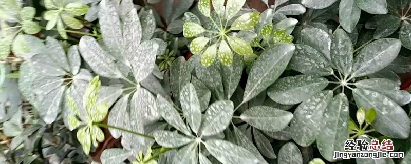 哈茨木霉菌可以和杀虫剂混合用吗? 哈茨木霉菌能与杀菌剂混用吗