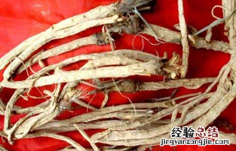川防风的功效与作用 川防风和防风