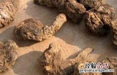 生地黄的功效与作用图片 生地黄的功效与作用