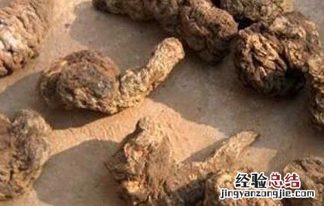 生地黄的功效与作用图片 生地黄的功效与作用