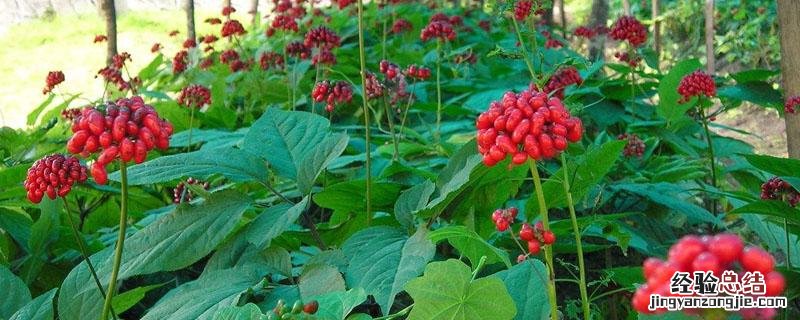 西洋参适合种在什么地方 西洋参北方适合种植吗