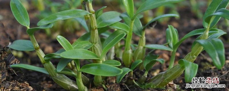 石斛用什么土种植比较好盆栽 石斛用什么土种植比较好