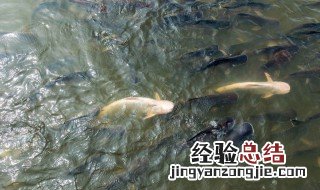 鲢鱼喜欢什么时候找食吃 鲢鱼喜欢什么季节