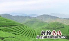 新茶叶什么时候能生产 新茶叶什么时候有