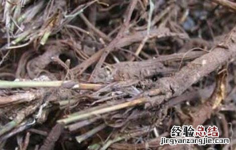春柴胡的功效与作用
