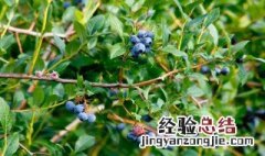 什么时候种蓝莓树比较适宜 种蓝莓树什么时候种