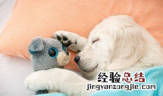 小狗是放养好还是圈养好 养狗到底该放养还是圈养