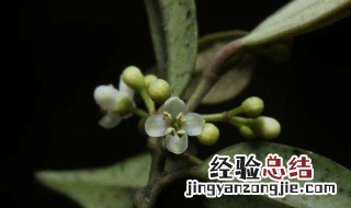 远志叶尖发黄是什么原因 远志叶子发黄是怎么回事
