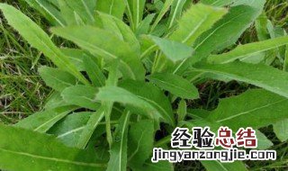 苦菜的做法大全 苦菜的烹饪方法