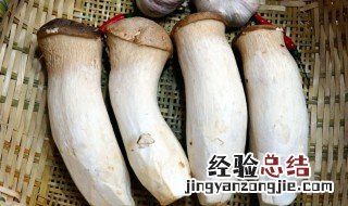鲍鱼菇的功效与作用及食用方法 鲍鱼菇的营养价值