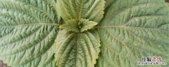 苏子种植技术与方法 苏子种植方法与时间