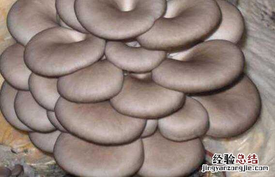 吃平菇的好处和坏处 吃平菇的好处和坏处是什么